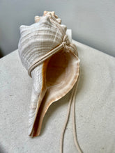 Load image into Gallery viewer, CONCH SHELLS