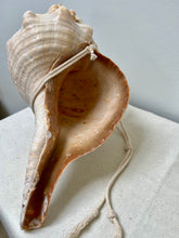Load image into Gallery viewer, CONCH SHELLS
