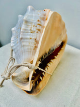 Load image into Gallery viewer, CONCH SHELLS