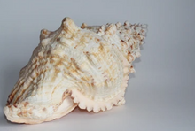 Load image into Gallery viewer, CONCH SHELLS