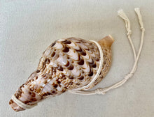 Load image into Gallery viewer, CONCH SHELLS