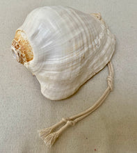 Load image into Gallery viewer, CONCH SHELLS